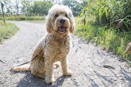 Ein angeleinter Hund auf einem Fußweg